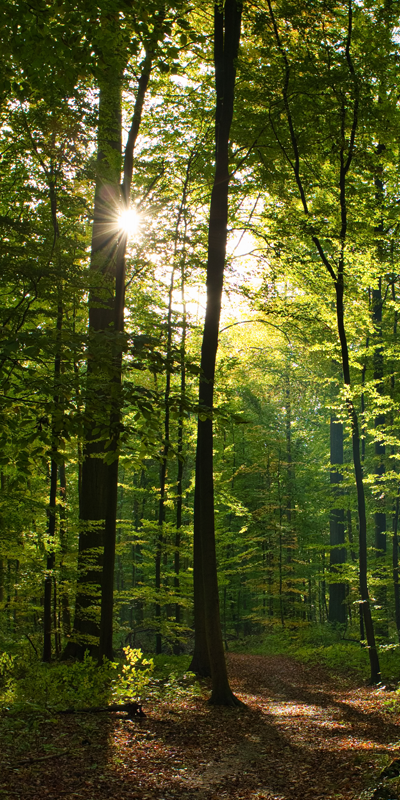 geoconcept-gis-forest-management